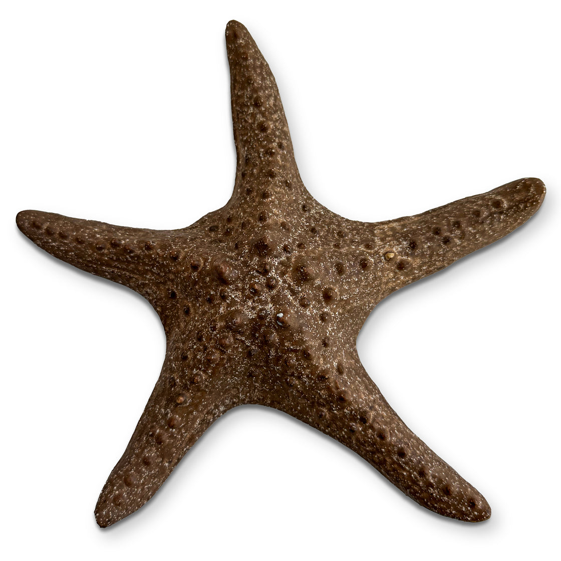 A lifelike rengora ceramic starfish, meticulously crafted with a natural brown hue, capturing the essence of this marine creature's appearance. The realistic details and earthy coloration make it a striking addition to ocean-themed decor or a collector's display